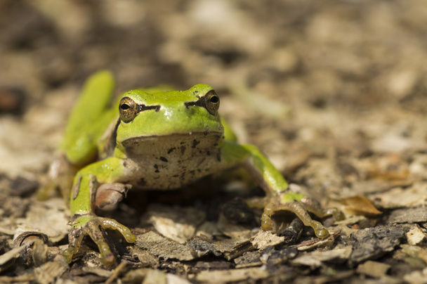 European tree frog 2012 02 - Photo, Image