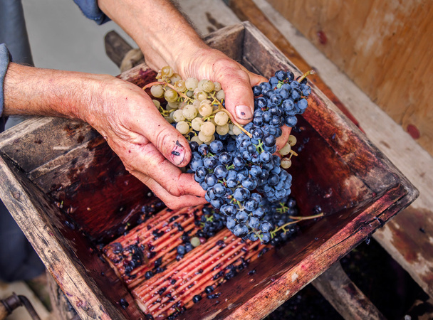 Személy üzembe szőlő kézi szőlő daráló - Fotó, kép