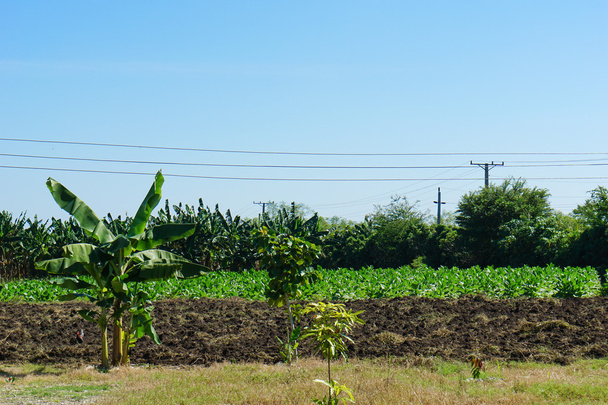 Tropische landbouwgrond - Foto, afbeelding