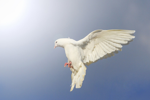 Pigeon blanc volant dans le ciel bleu avec hotspot ensoleillé
 - Photo, image