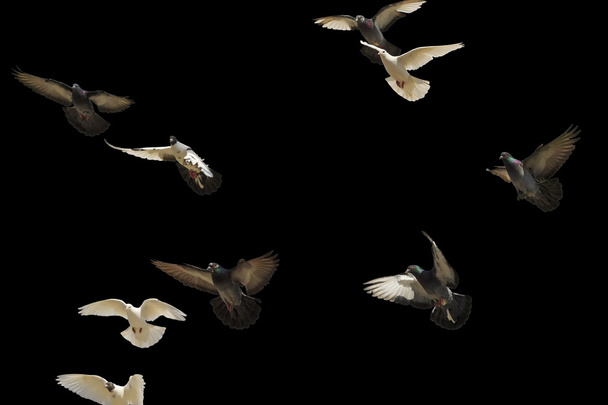 postal pigeons flying isolated on black - Fotografie, Obrázek