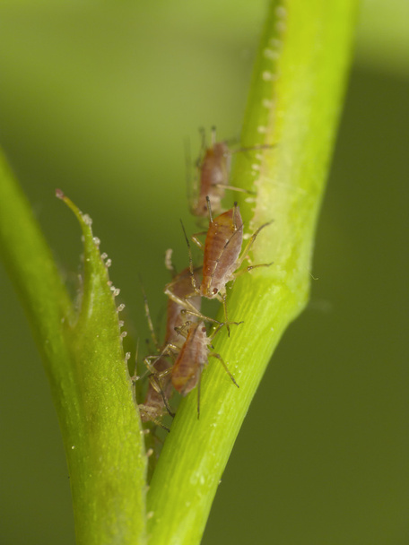 Aphids on the plant - Photo, Image