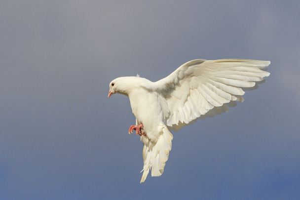 Pigeon blanc volant dans le ciel bleu
 - Photo, image