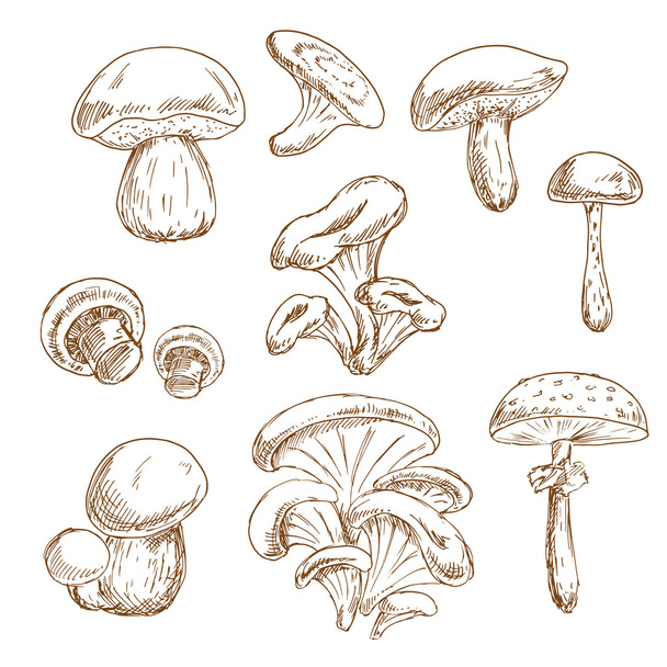 Autumnal forest mushrooms sketches set - Vektor, kép