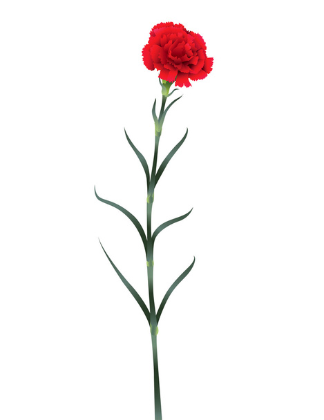 carnation flower isolated on white background - Vector, afbeelding