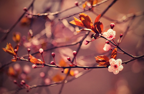 Bella fioritura giapponese ciliegia Sakura. Sfondo stagione. Outdoor sfondo naturale sfocato con albero fiorito in primavera giornata di sole. - Foto, immagini