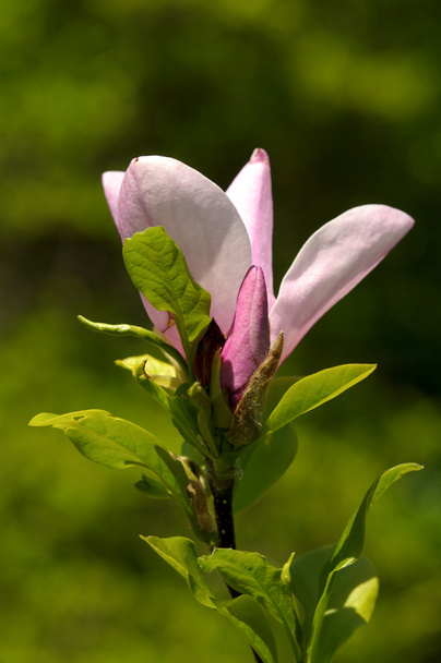 Magníficas flores de magnolia en el jardín de primavera
 - Foto, Imagen