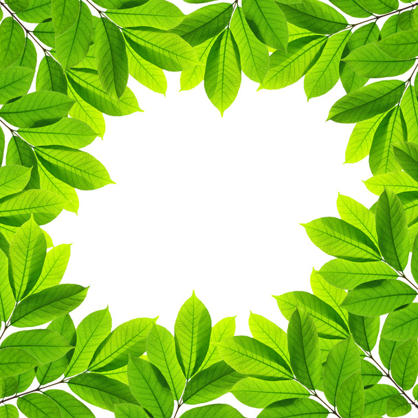 πράσινα φύλλα σε άσπρο φόντο, πλαίσιο - Φωτογραφία, εικόνα