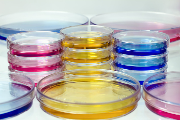 Petriho misky s barevnými tekutinami - Fotografie, Obrázek