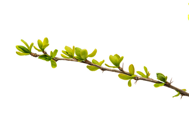 Spring green twig isolated  - Φωτογραφία, εικόνα