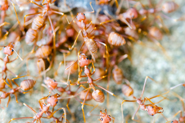Grupa czerwonych mrówek - Zdjęcie, obraz