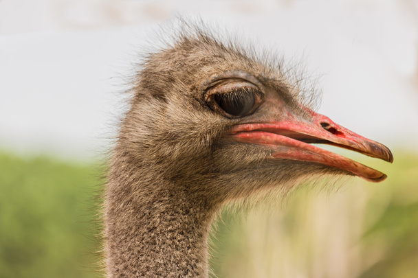 Close up view of an ostrich bird head - Фото, изображение