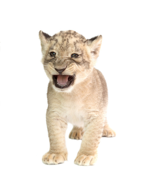 Beyaz arka plan üzerinde izole bebek aslan - Fotoğraf, Görsel