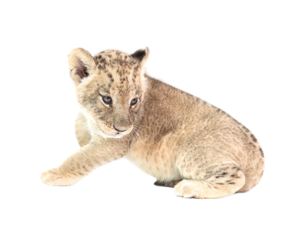 Baby Lev izolovaných na bílém pozadí - Fotografie, Obrázek