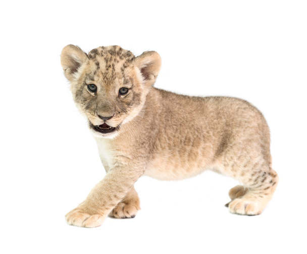 bebé león aislado sobre fondo blanco
 - Foto, imagen