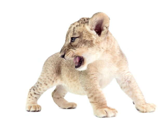 Löwenbaby isoliert auf weißem Hintergrund - Foto, Bild