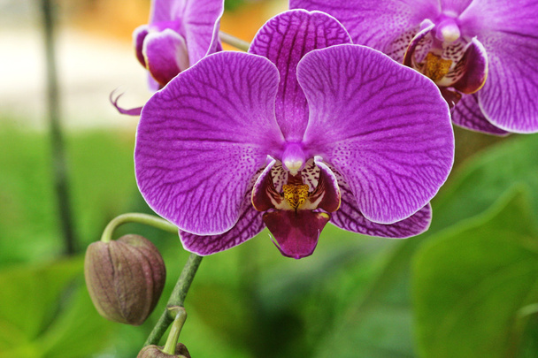 fioletowe kwiaty orchidei - Zdjęcie, obraz