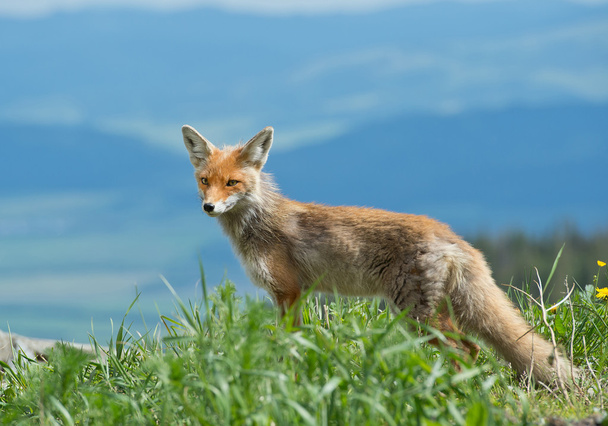 若い赤い fox の丘の端に立っています。 - 写真・画像