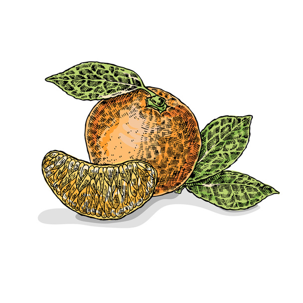 Hand drawn orange. Vector illustration. Sketch style - Vector, Image