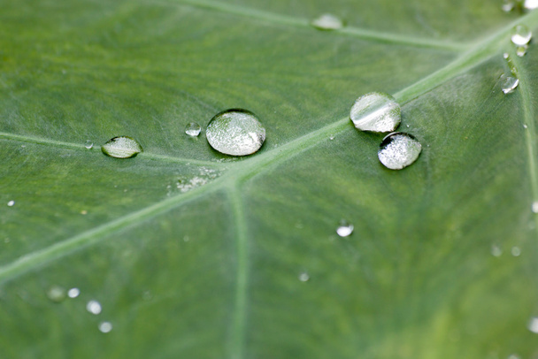 Morning dew on leaves - Photo, Image