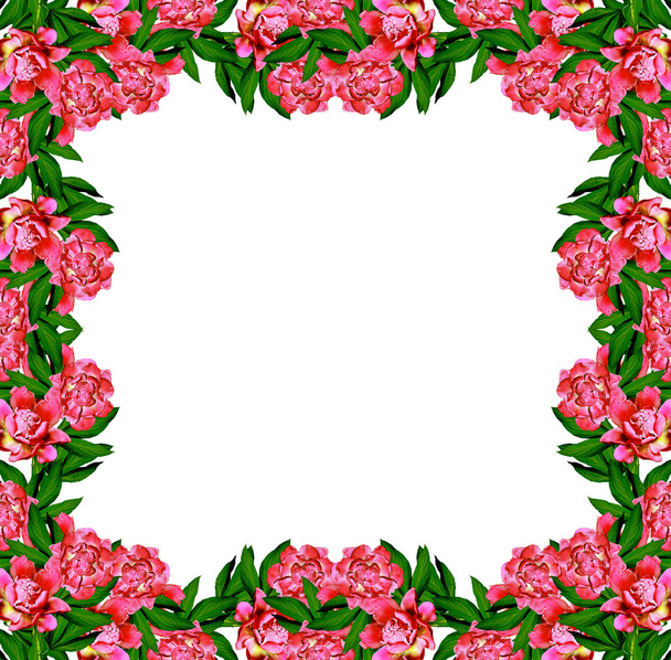 peony flowers isolated on white background.  - Foto, imagen