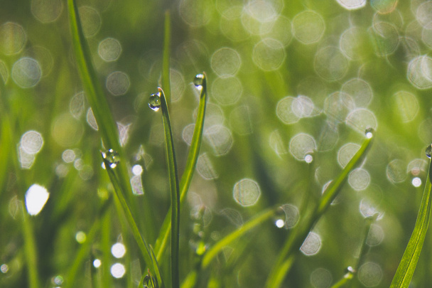 Morning dew on grass - Photo, Image