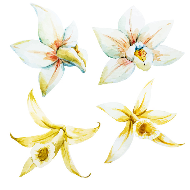 Watercolor white and yellow orchids - Vector, Imagen