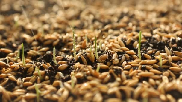 Weizen Grünsprossen, eine Rohkost-Diät, wächst - Filmmaterial, Video