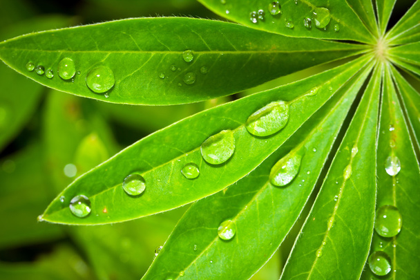 Rain drops on Lupine leaves - Foto, afbeelding