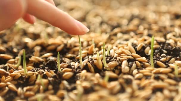 Weizen Grünsprossen, eine Rohkost-Diät, wächst - Filmmaterial, Video