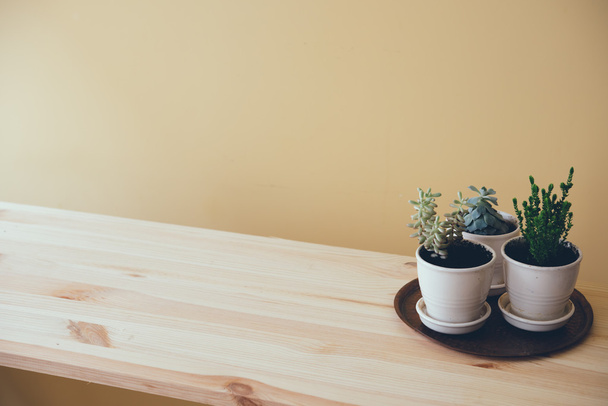 grüne Pflanzen auf einem Holztisch - Foto, Bild