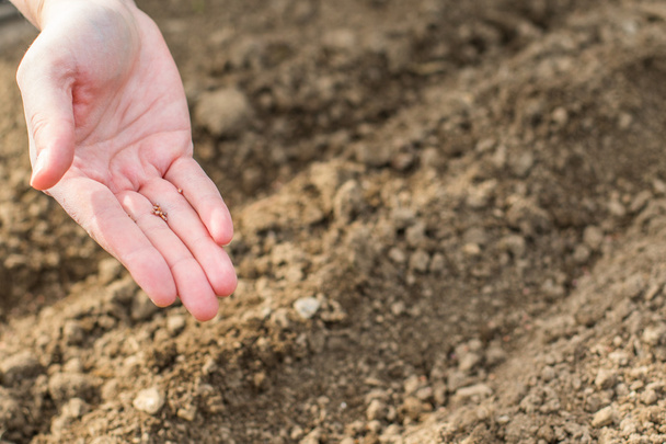 Seeds in Hand Sowing to Vegetable-Beds - Photo, Image