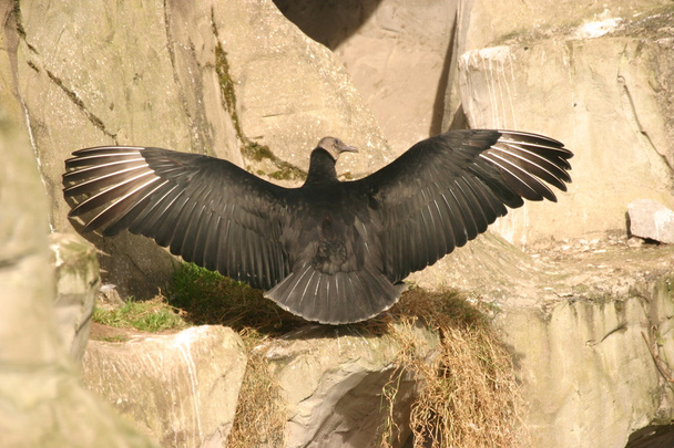 Andean akbaba - vultur gryphus - Fotoğraf, Görsel