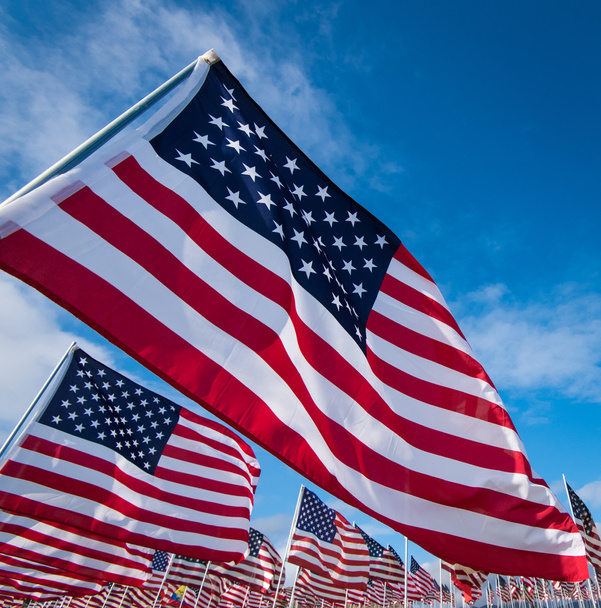 Field of American Flags - Photo, Image
