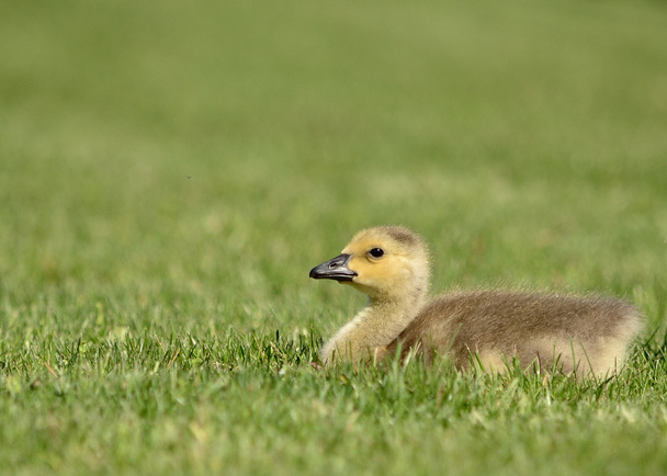 kanadanhanhi gosling
 - Valokuva, kuva