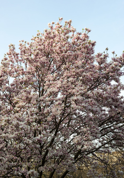 Albero dei fiori di Magnolia in primavera
 - Foto, immagini