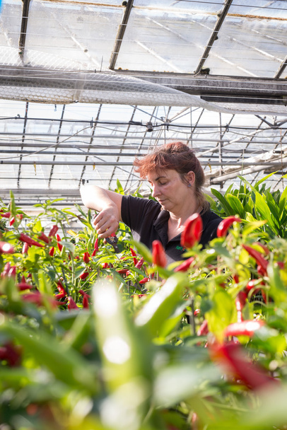 Bruneta žena zahradník pracuje ve skleníku mezi Chilli rostlin - Fotografie, Obrázek