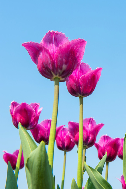 Colorful tulips, tulips in spring. - Fotó, kép