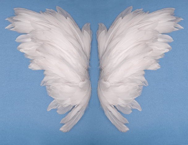 dvě křídla - Fotografie, Obrázek