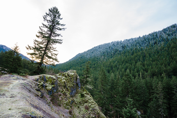 Oregon Rock Outcropping in Forest - Fotoğraf, Görsel