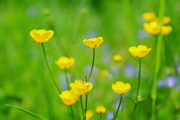 Желтые цветы
 - Фото, изображение