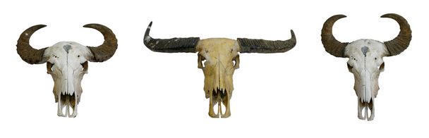 Bufalo kafatası - Fotoğraf, Görsel
