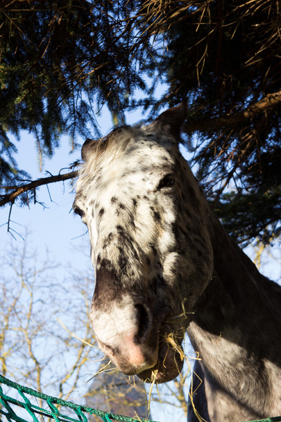 Vicces zár-megjelöl-ból egy ló eszik Hé - Fotó, kép