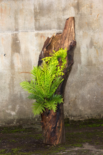 Дерев'яний пень посаджений великим папороті
 - Фото, зображення