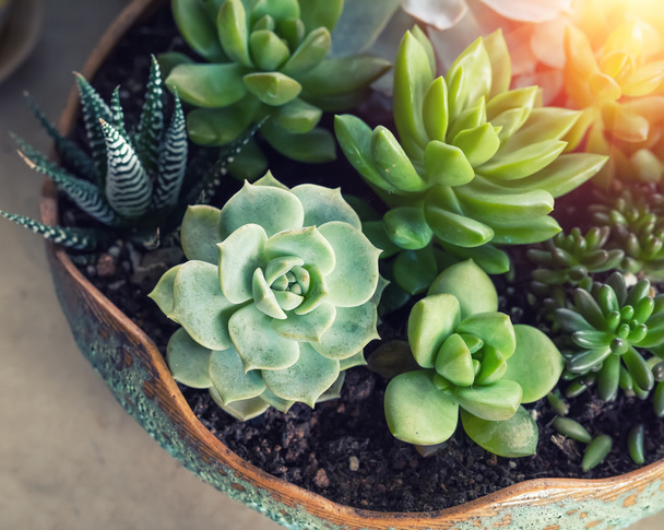  Miniature succulent plants - Foto, Imagem