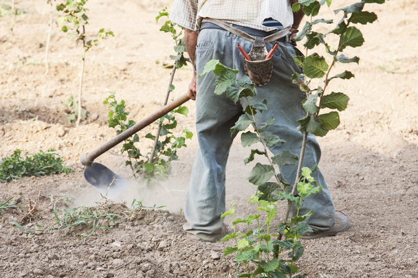 фермер, який розмотує лісові горіхи в колізійному полі
 - Фото, зображення