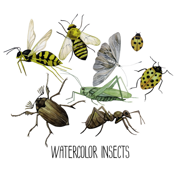 Watercolor set of insects. - Vector, Image