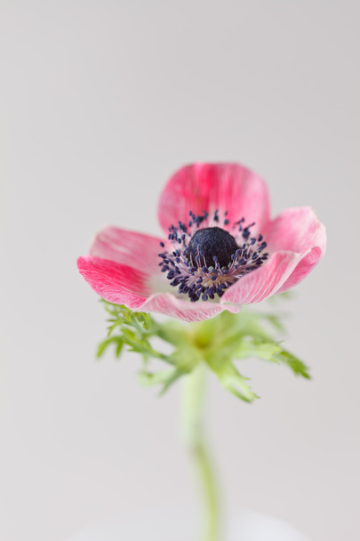 anemone flower on grey  - Zdjęcie, obraz