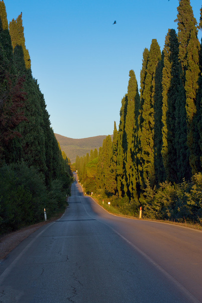 Italy, Tuscany, Castagneto Carducci, Bolgheri, Road and cypresse - Zdjęcie, obraz