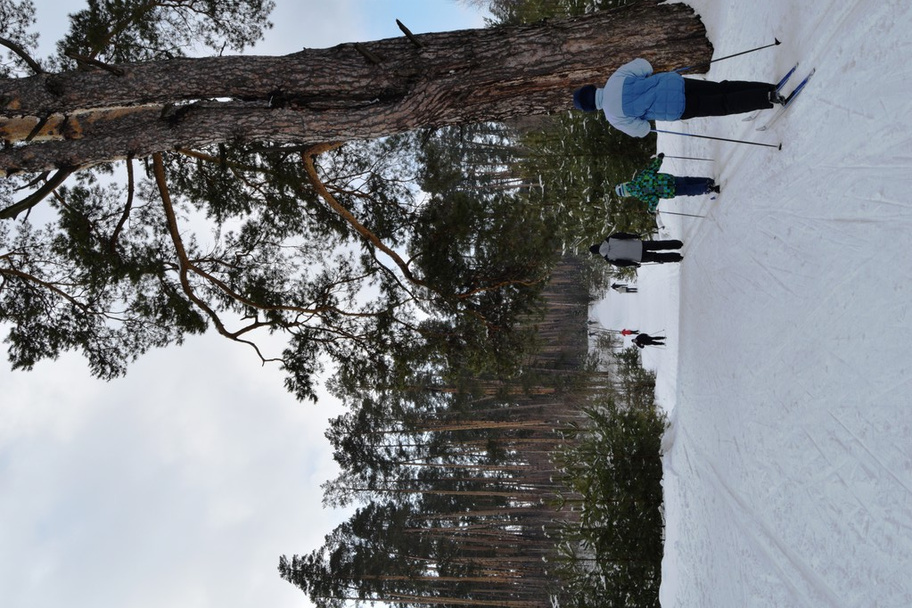 Skiing in forest - Photo, Image